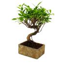 Bonsai fürs Zimmer - in moderner Trendkeramik -...