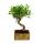 Bonsai fürs Zimmer - in moderner Trendkeramik - Zimmerbonsai Ficus - 6 Jahre alt - Steinoptik