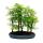 Outdoor bonsai Metasequoia glyptostroboides - large forest with 5-7 plants