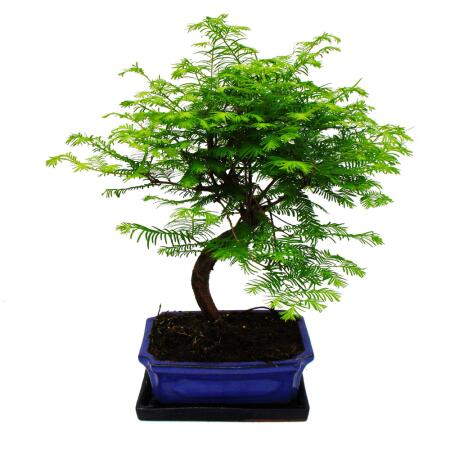 Outdoor-Bonsai Metasequoia glyptostroboides - Arbre de la jungle - Coupe de 23cm