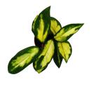 Mini Plante - Hoya carnosa tricolor - Fleur de porcelaine - Idéale pour les petites coupes et les verres - Baby-Plant en pot de 5,5cm
