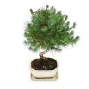 Bonsai - Pinus halepensis - Aleppo-Kiefer - ca. 7-8 Jahre alt  - 16cm Schale