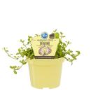 Brahmi memory aid in organic quality - Bacopa monnieri - herb plant in 12cm pot