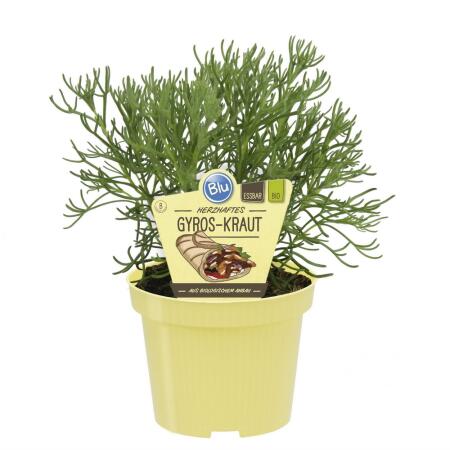 Gyros herb in organic quality - Artemisia caucasica - herb plant in 12cm pot