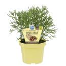 Gyros herb in organic quality - Artemisia caucasica -...