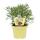 Gyros herb in organic quality - Artemisia caucasica - herb plant in 12cm pot