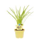 Organic garlic grass - Thulbaghia violacea - herb plant...