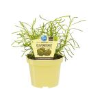 Olivenkraut in BIO-Qualität - Santolina viridis -...