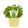 Woodruff in organic quality - Galium odoratum - herb plant in 12cm pot