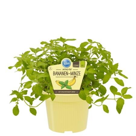 Bananen-Minze in BIO-Qualität - Mentha arvensis - Kräuterpflanze im 12cm Topf