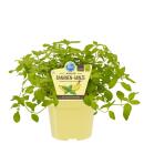 Banana mint in organic quality - Mentha arvensis - herb...