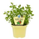 Strawberry mint in organic quality - Mentha species -...