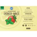 Erdbeer-Minze in BIO-Qualität - Mentha species -...