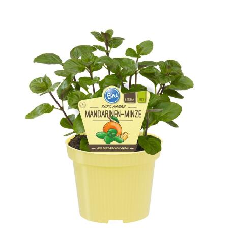 Menthe mandarine BIO - Mentha x piperita - Plante aromatique en pot de 12cm