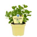 HUGO mint - cocktail mint in organic quality - Mentha...