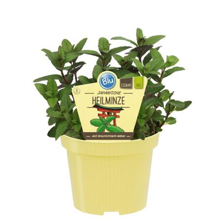 Japanische Heilminze in BIO-Qualität - Mentha arvensis x spicata - Kräuterpflanze im 12cm Topf