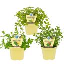 Fruity mint varieties - set of 3 plants in organic...