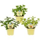Unusual mint varieties - set of 3 plants in organic...