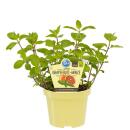 Unusual mint varieties - set of 3 plants in organic...