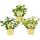 Unusual mint varieties - set of 3 plants in organic quality - chocolate - hugo - grapefruit - 12cm pot