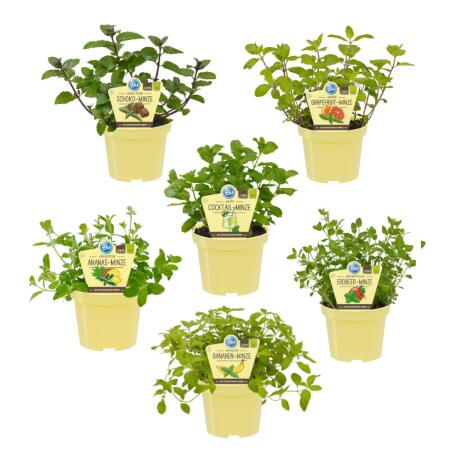 Unusual mint varieties - set of 6 plants in organic quality - pineapple - banana - strawberry - chocolate - hugo - grapefruit - 12cm pot