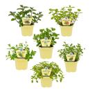 Unusual mint varieties - set of 6 plants in organic...