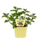 Unusual mint varieties - set of 6 plants in organic quality - pineapple - banana - strawberry - chocolate - hugo - grapefruit - 12cm pot