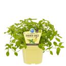 Unusual mint varieties - set of 6 plants in organic quality - pineapple - banana - strawberry - chocolate - hugo - grapefruit - 12cm pot