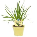 Gartenknofi in BIO-Qualität - Allium Hybride -...