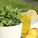 Plante à limonade - Agastache mexicana - Plante aromatique en pot de 12cm