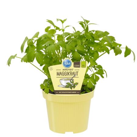 Herbe à Maggi - Levisticum officinale - Plante aromatique en pot de 12cm