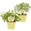 Cola herb in organic quality - Artemisia abrotanum var....