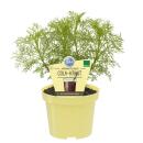 Cola herb in organic quality - Artemisia abrotanum var....