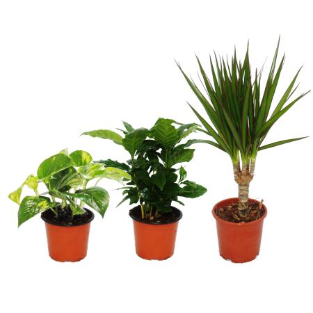 Trio de plantes dintérieur "Trois hauteurs" - Set de 3 plantes de différentes hauteurs