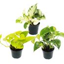 Trio de plantes dintérieur "Efeutute" -...