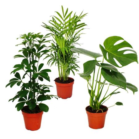 Houseplant trio "Green" - Set with 3 different plants. Green-leaved plants (Chamaedorea, Monstera deliciosa, Schefflera green)