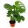 Houseplant trio "Green" - Set with 3 different plants. Green-leaved plants (Chamaedorea, Monstera deliciosa, Schefflera green)