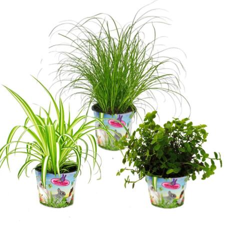 Houseplant trio "pet food" - set with 3 food plants (Callisia, Cyperus, Chlorophytum)