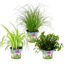 Trio de plantes dintérieur "nourriture pour...