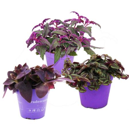 Zimmerpflanzen-Trio "Purple Leaves" - Set mit 3 verschiedene Pflanzen mit lila Blättern - Tradescantia "Purple Passion" - Gynura - Tradescantia pallida