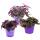 Zimmerpflanzen-Trio "Purple Leaves" - Set mit 3 verschiedene Pflanzen mit lila Blättern - Tradescantia "Purple Passion" - Gynura - Tradescantia pallida