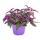 Zimmerpflanzen-Trio "Purple Leaves" - Set mit 3 verschiedene Pflanzen mit lila Blättern - Tradescantia "Purple Passion" - Gynura - Tradescantia pallida