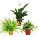 Trio de plantes dintérieur "Purificateur...