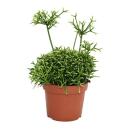 Zimmerpflanzen-Trio "Pflegeleicht" - Set mit 3 pflegeleichten Pflanzen - Sanseveria - Zamioculcas - Rhipsalis