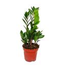 Zimmerpflanzen-Trio "Pflegeleicht" - Set mit 3 pflegeleichten Pflanzen - Sanseveria - Zamioculcas - Rhipsalis