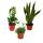 Zimmerpflanzen-Trio "Pflegeleicht" - Set mit 3 pflegeleichten Pflanzen - Sanseveria - Zamioculcas - Rhipsalis