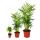 Houseplant trio "Father-Mother-Child" - set with 3 Chamaedorea plants in 3 sizes (12cm, 9cm, 5.5cm)