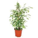 Houseplant trio "White variegated" - set with 3...