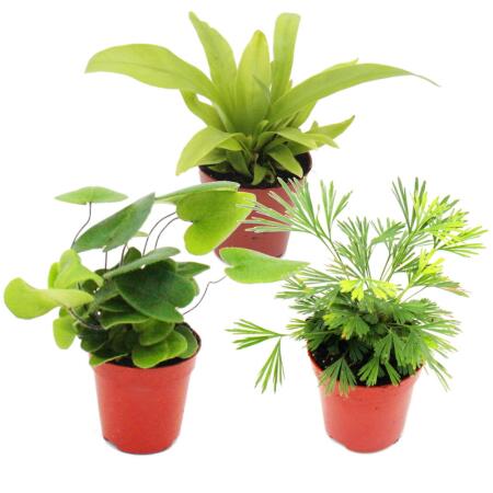 Set de 3 mini-fougères (Asplenium, Actiniopteris, Hemionitis)