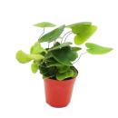 Set de 3 mini-fougères (Asplenium, Actiniopteris,...